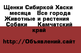 Щенки Сибиркой Хаски 2 месяца - Все города Животные и растения » Собаки   . Камчатский край